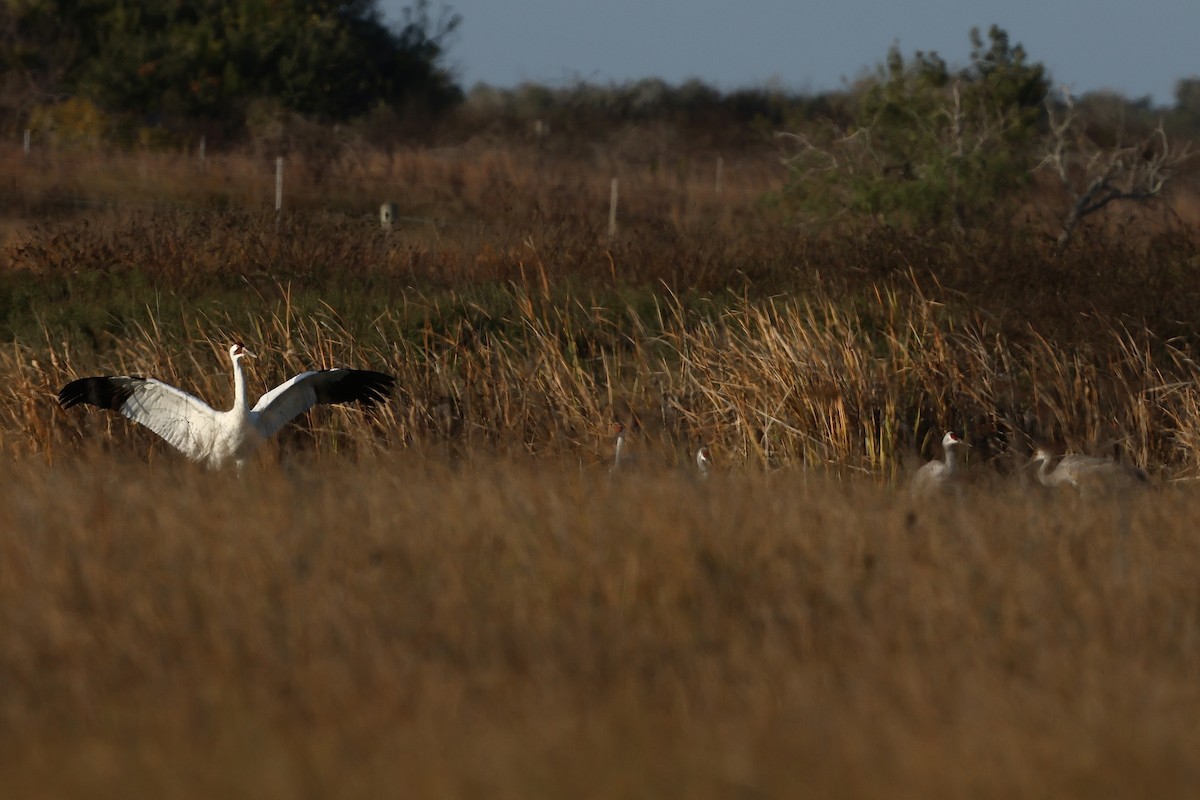 Schreikranich - ML647495372