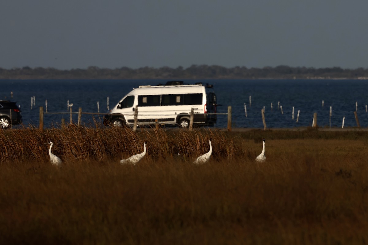 Schreikranich - ML647495373