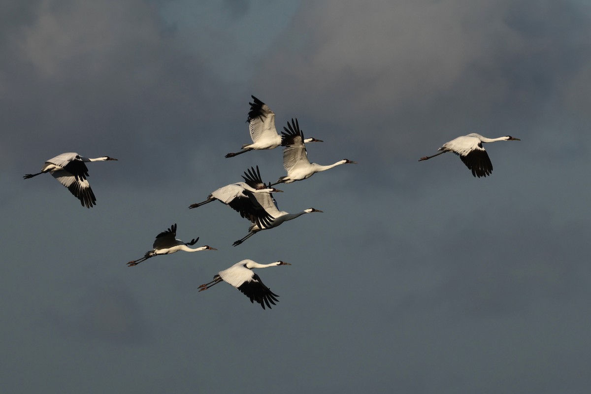 Schreikranich - ML647495374