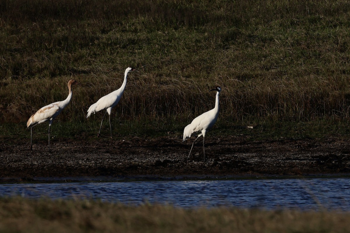 Schreikranich - ML647495375