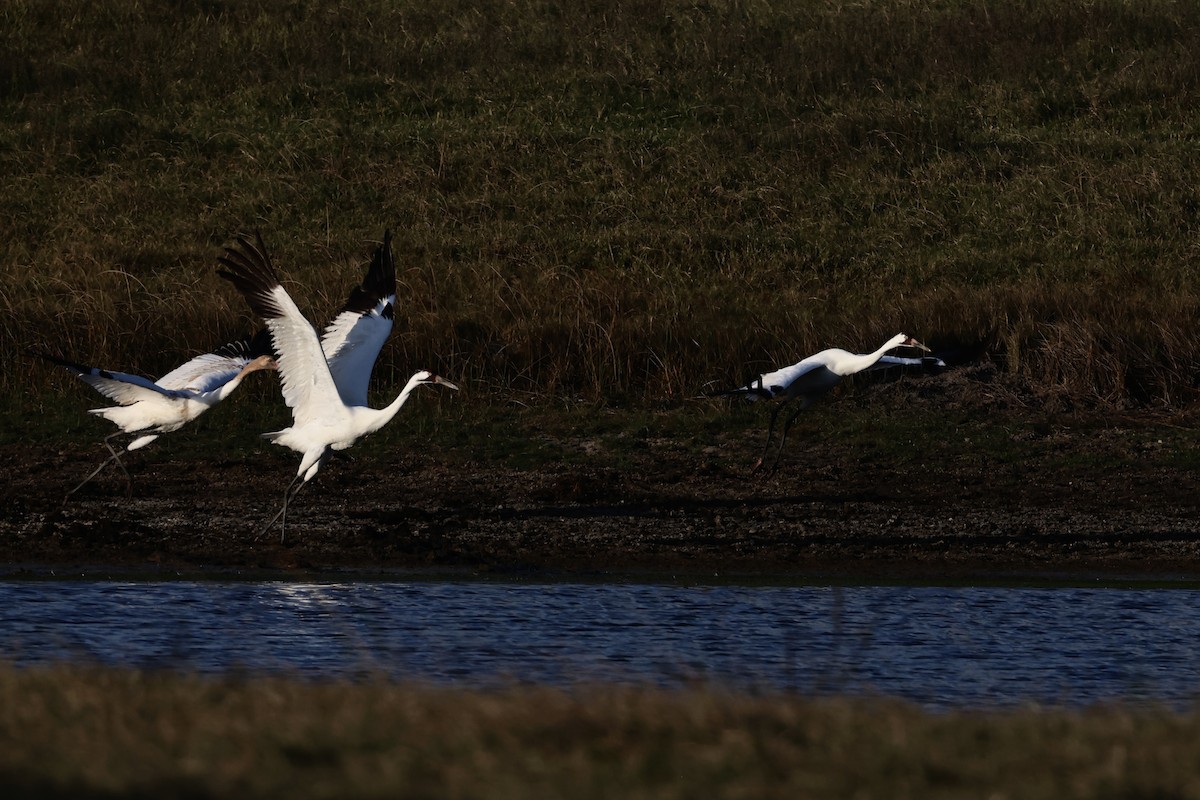 Schreikranich - ML647495376