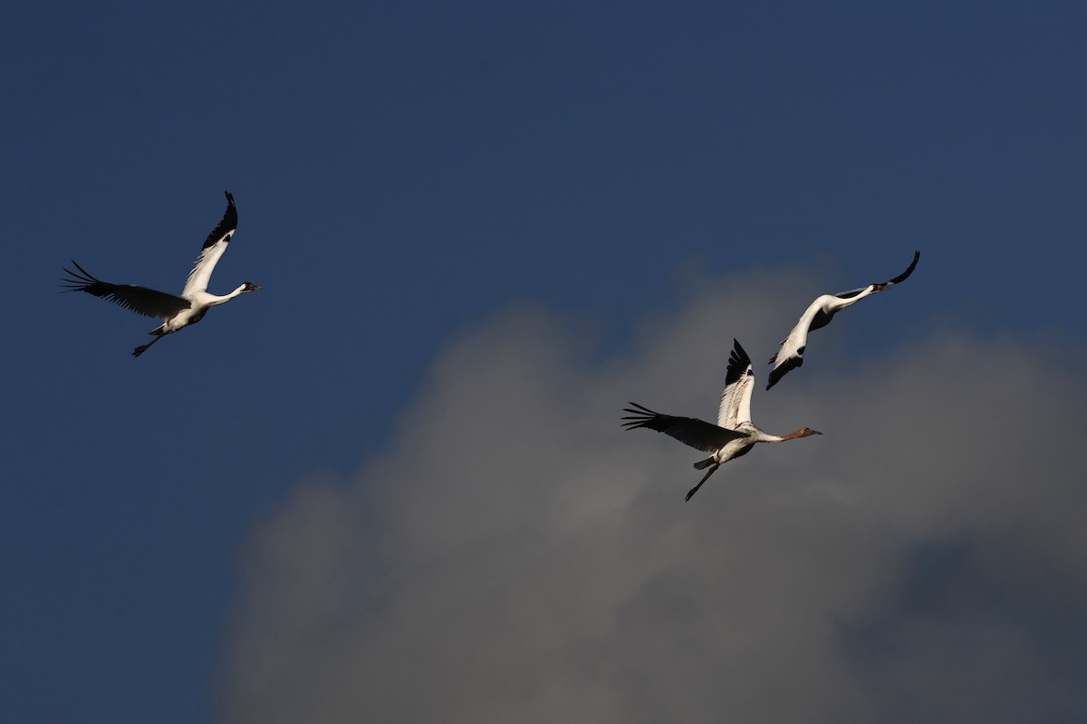 Schreikranich - ML647495377