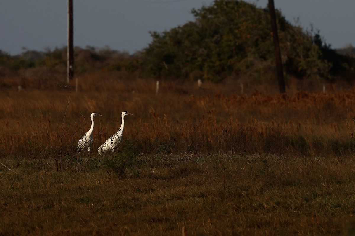 Schreikranich - ML647495378