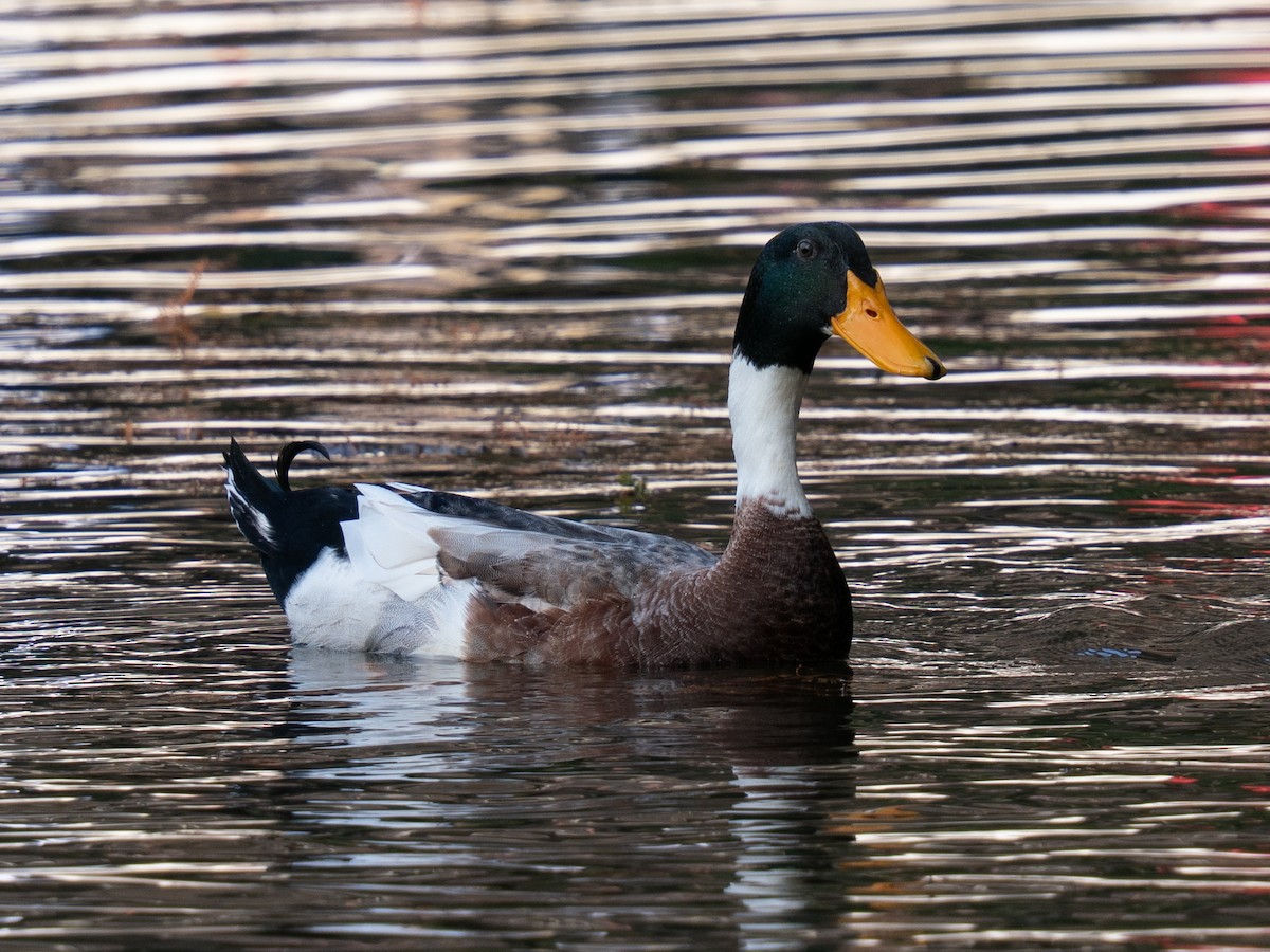 Fehlfarben-Stockente/Hausente - ML647495379