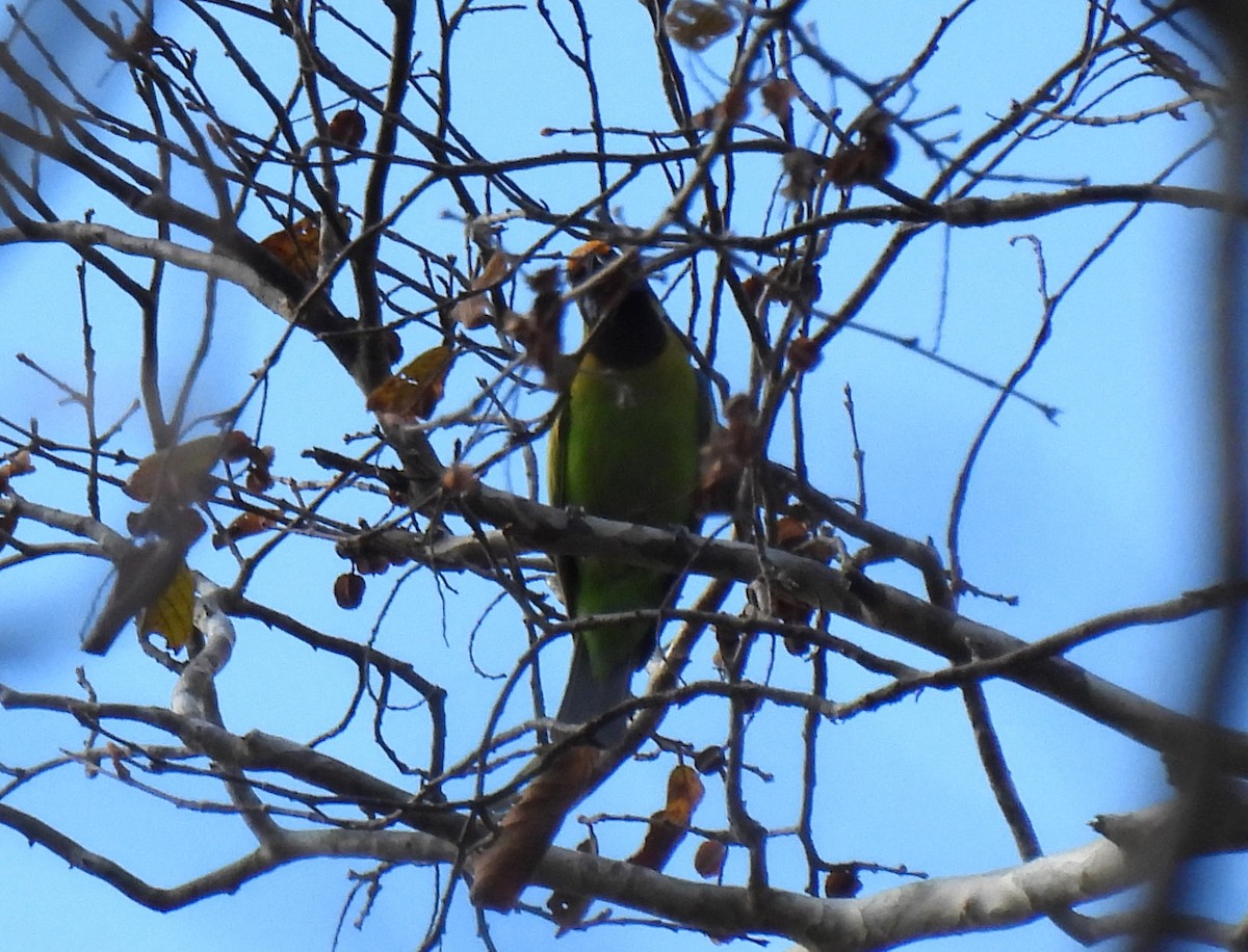 Goldstirn-Blattvogel - ML647495380