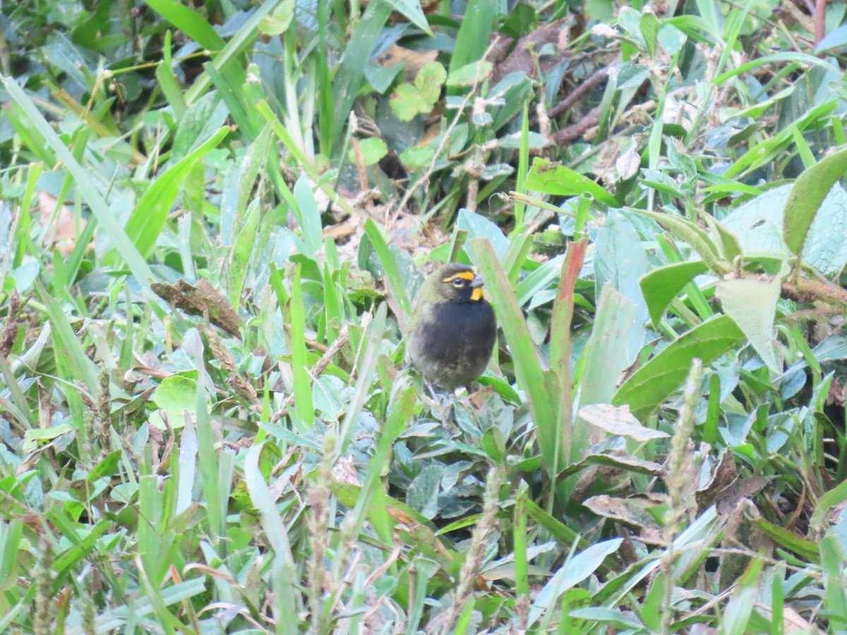 Goldbrauen-Gimpeltangare - ML647495381