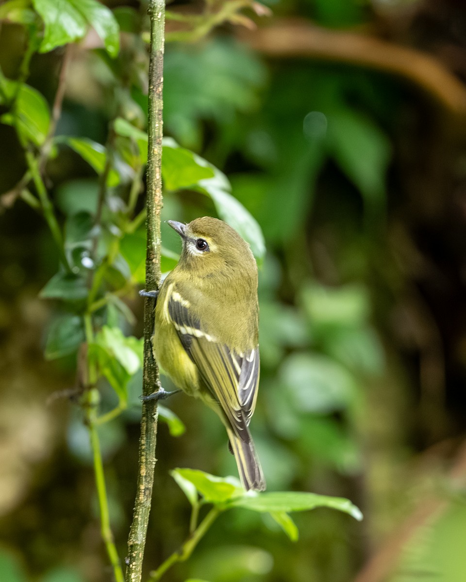 Gelbbindenvireo - ML647495382