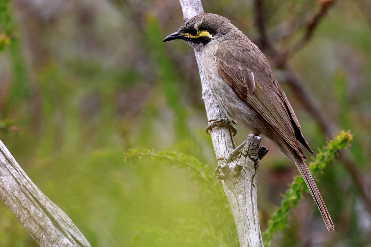 Dreistreifen-Honigfresser - ML647495383