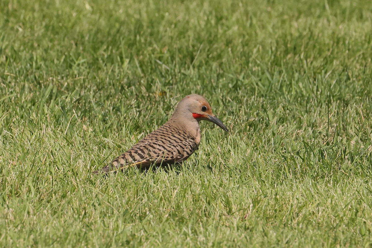 Goldspecht - ML647495384