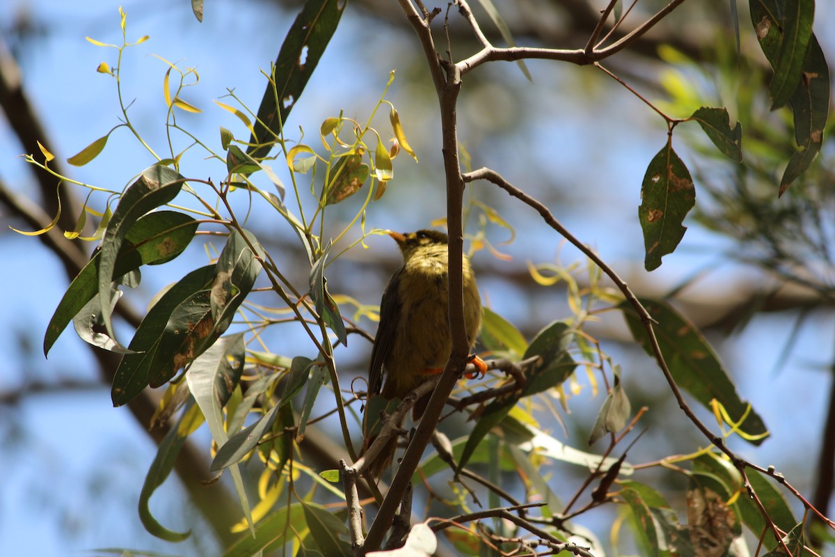 Glockenhonigfresser - ML647495385