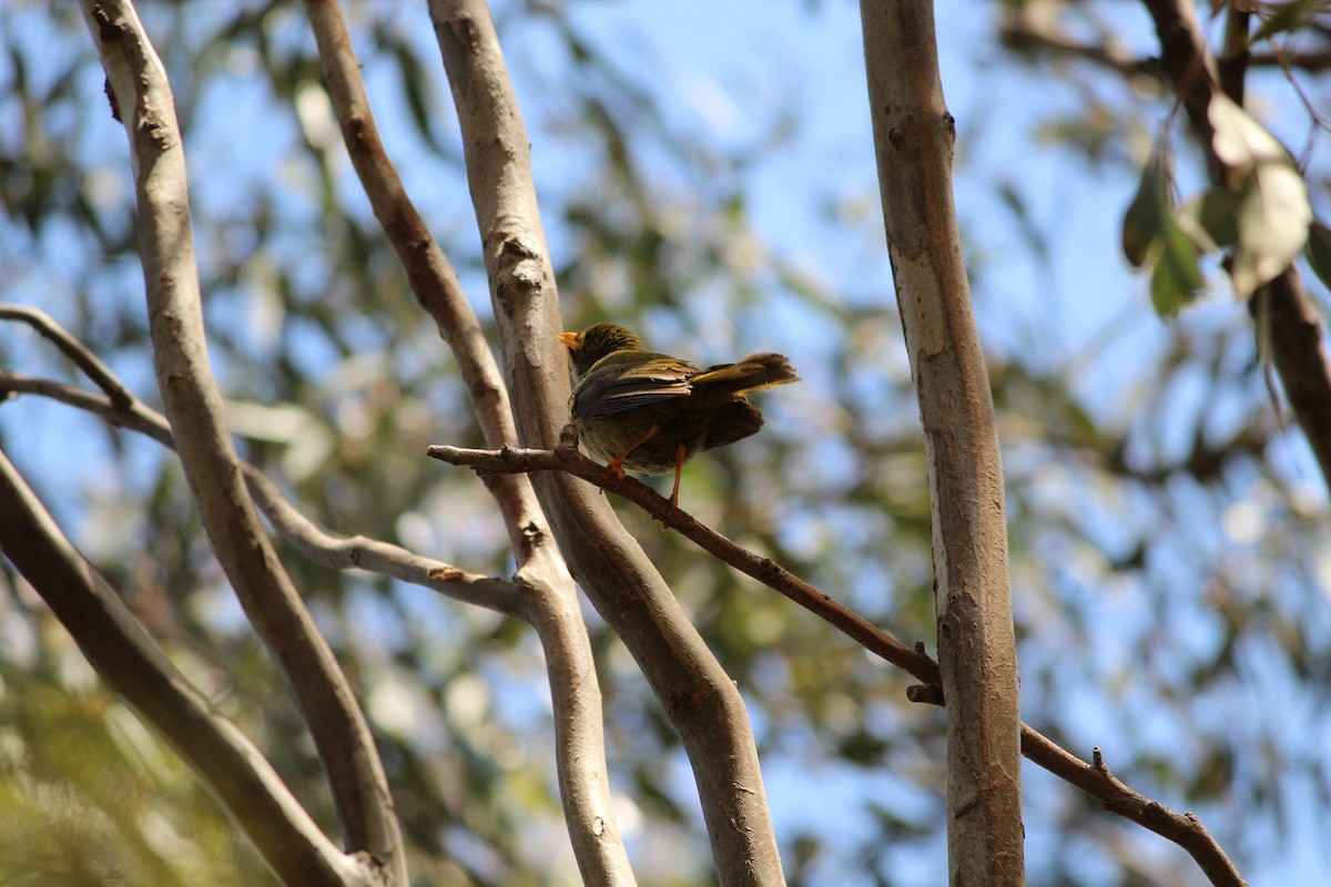 Glockenhonigfresser - ML647495386