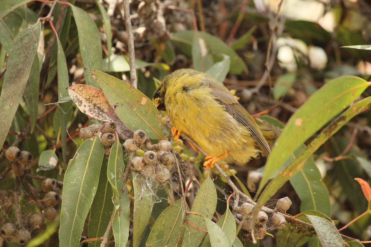 Glockenhonigfresser - ML647495387