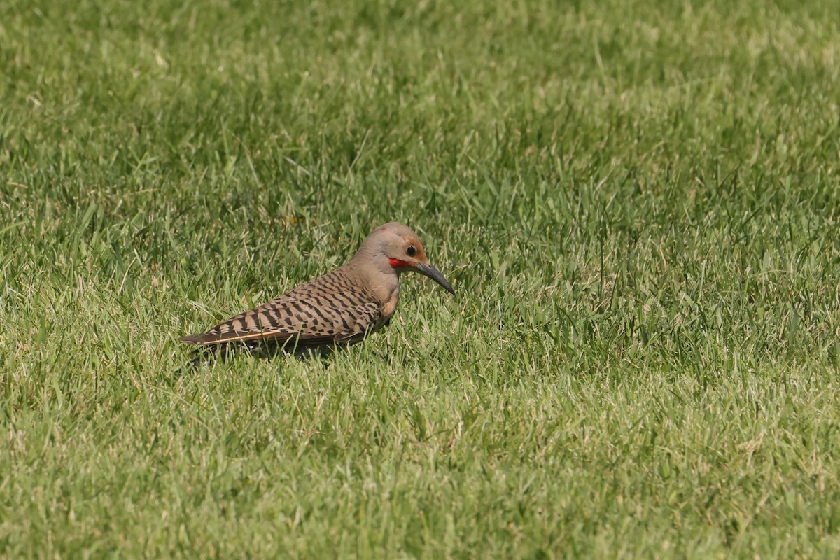 Goldspecht - ML647495388