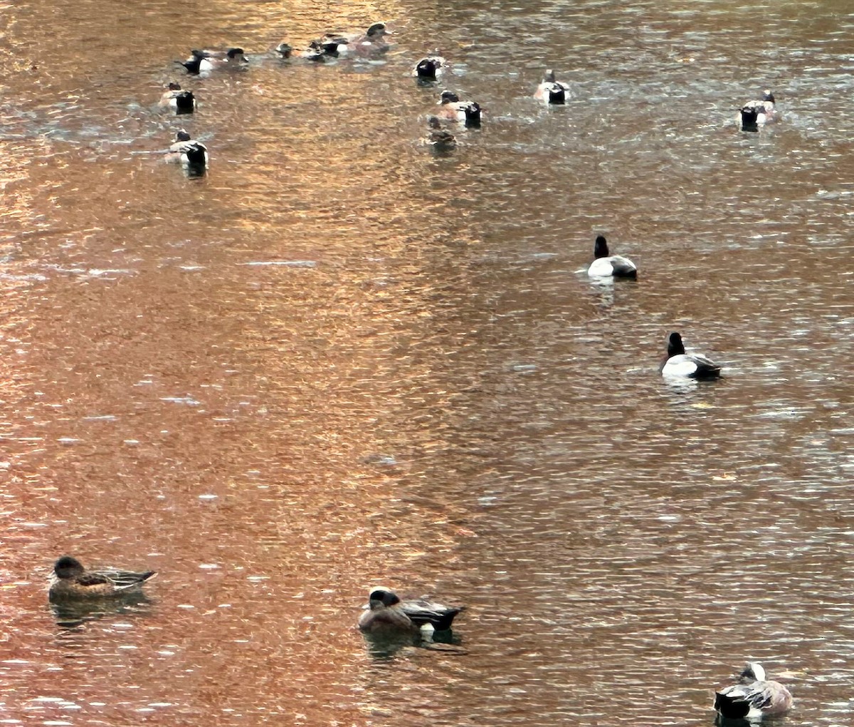 Kanadapfeifente - ML647495389