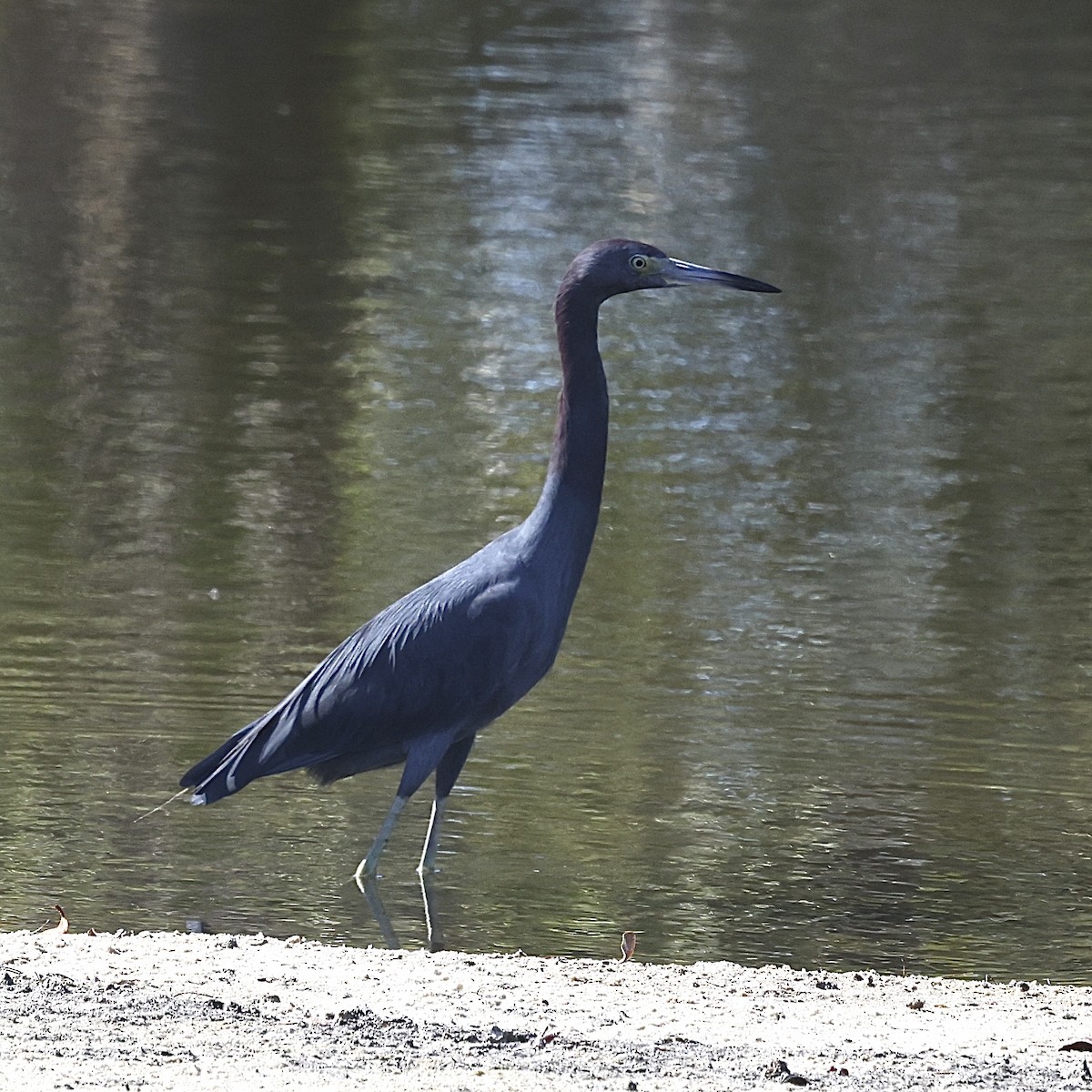 Blaureiher - ML647495390