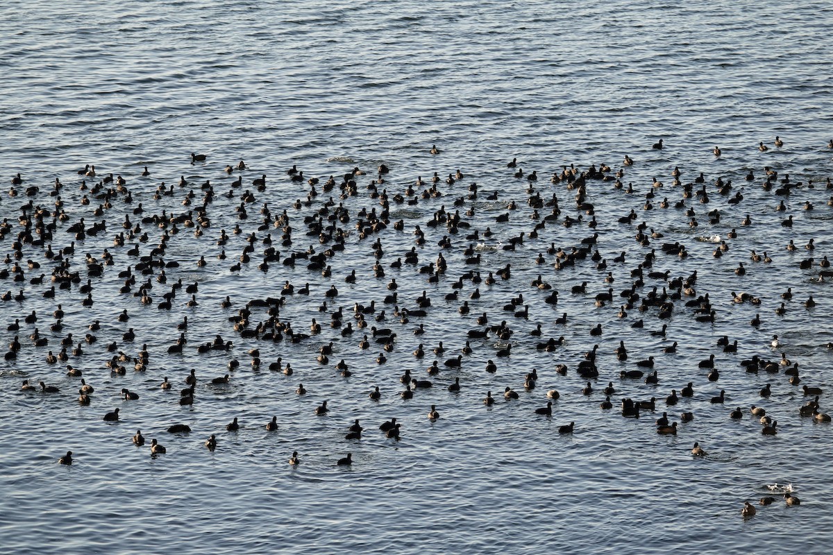 אגמית אמריקנית - ML647495414