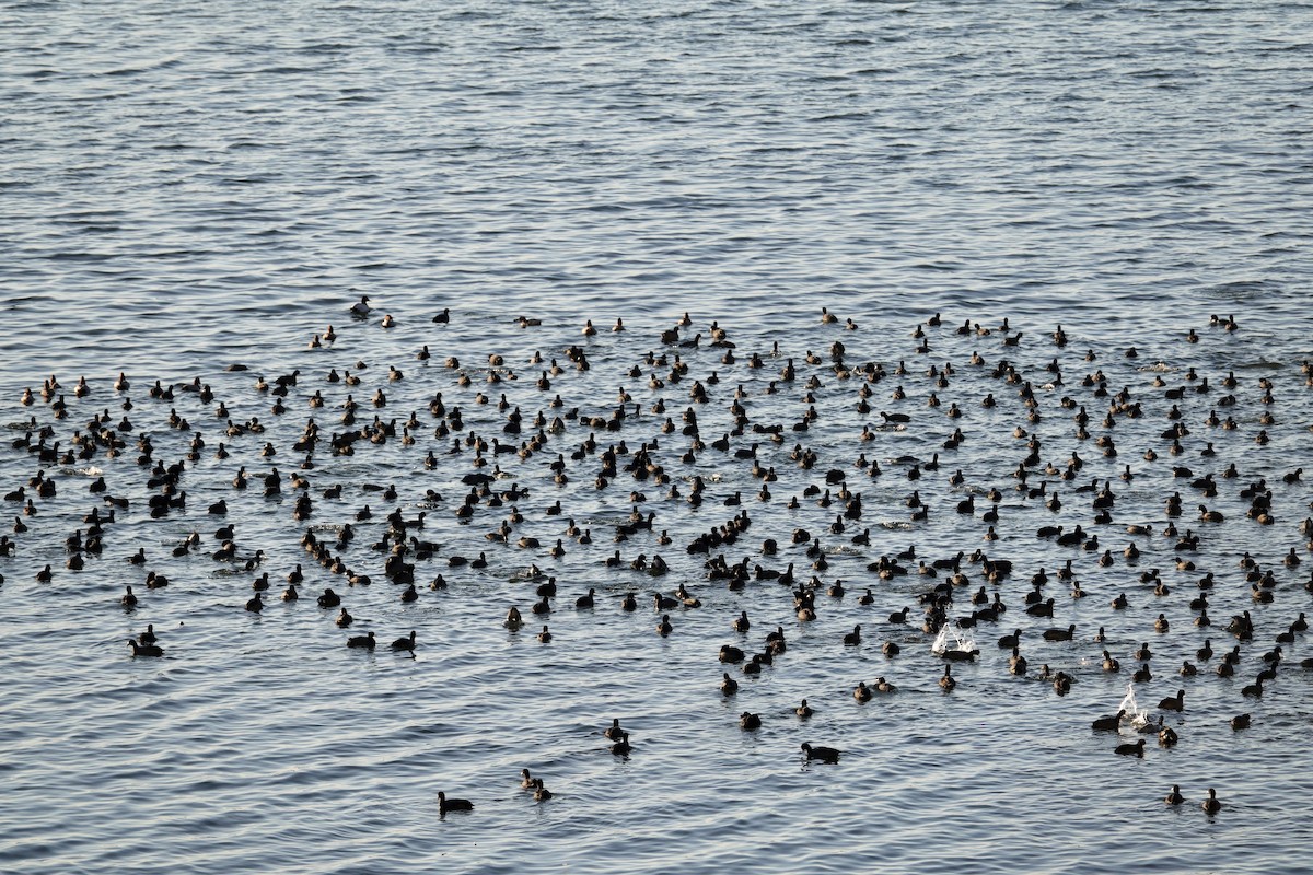 אגמית אמריקנית - ML647495415