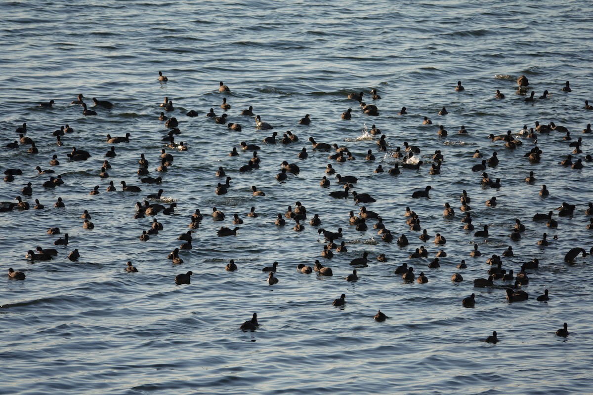 אגמית אמריקנית - ML647495416