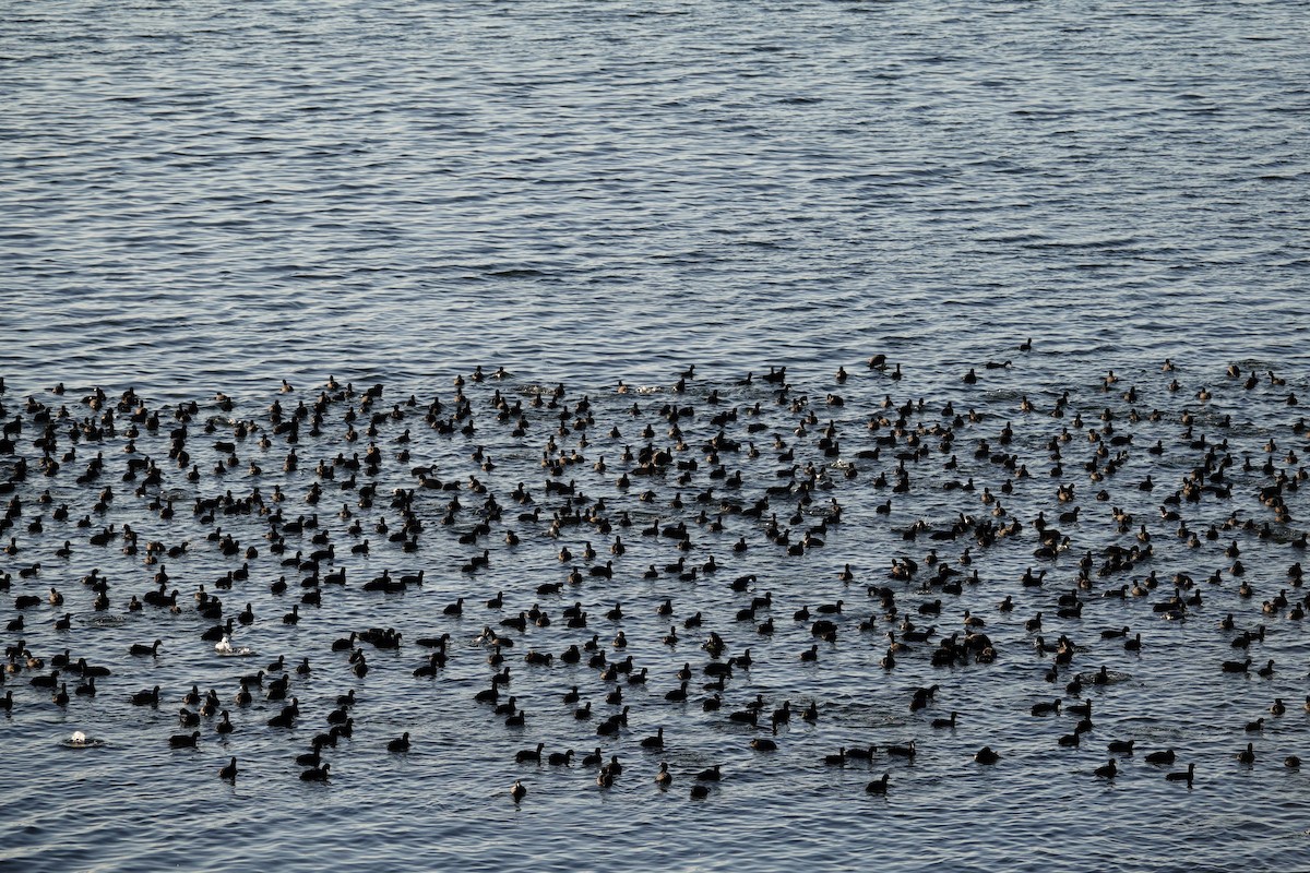 אגמית אמריקנית - ML647495417