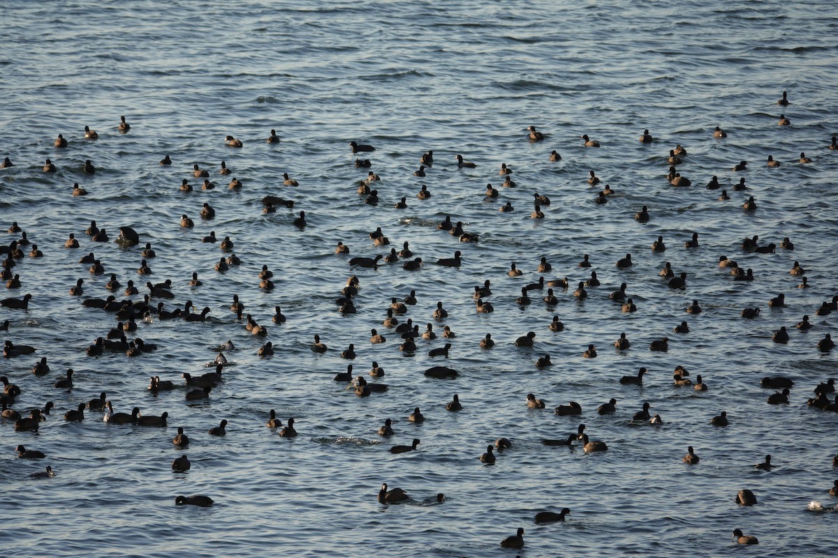 אגמית אמריקנית - ML647495418