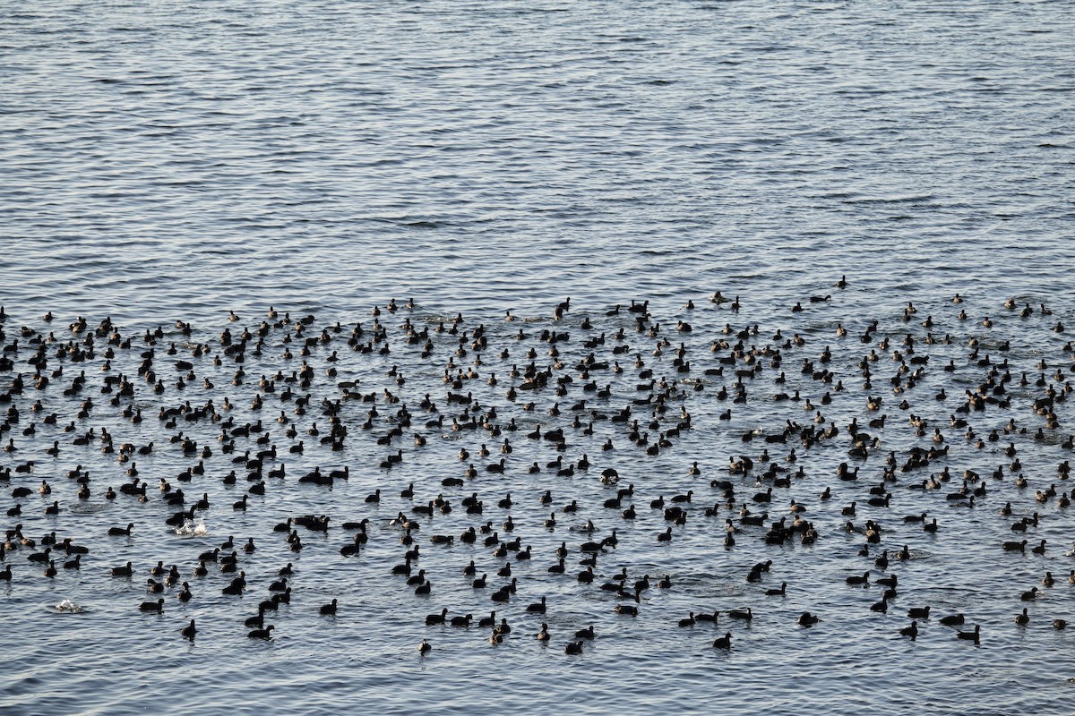 אגמית אמריקנית - ML647495419