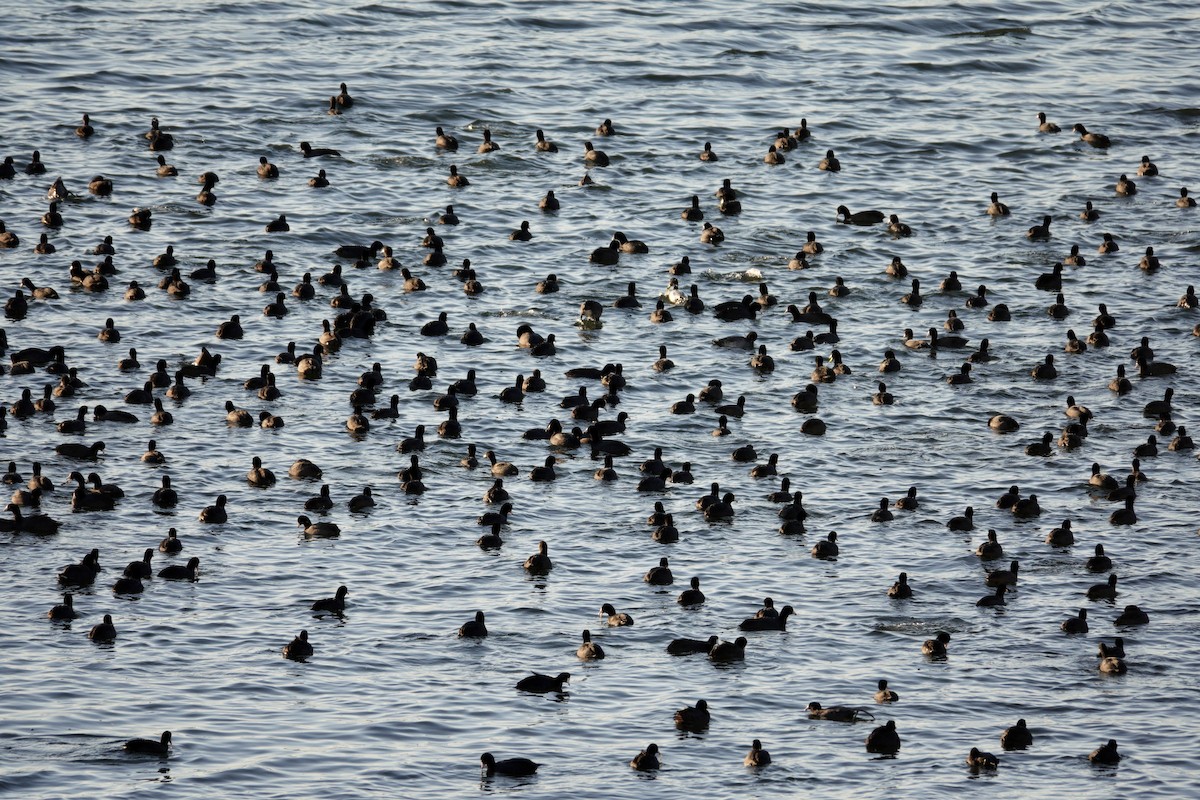 אגמית אמריקנית - ML647495420