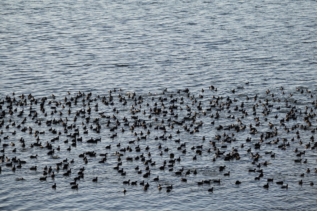 אגמית אמריקנית - ML647495421