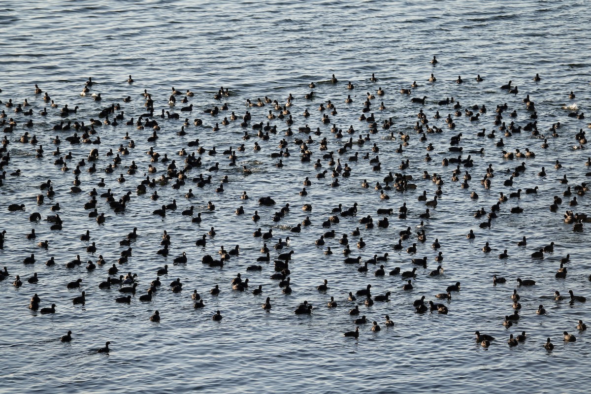 אגמית אמריקנית - ML647495422