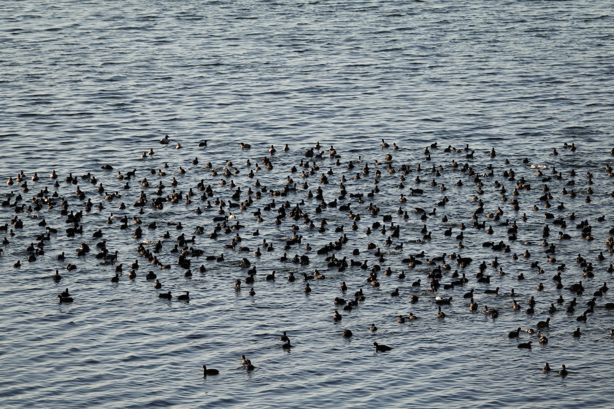 אגמית אמריקנית - ML647495423