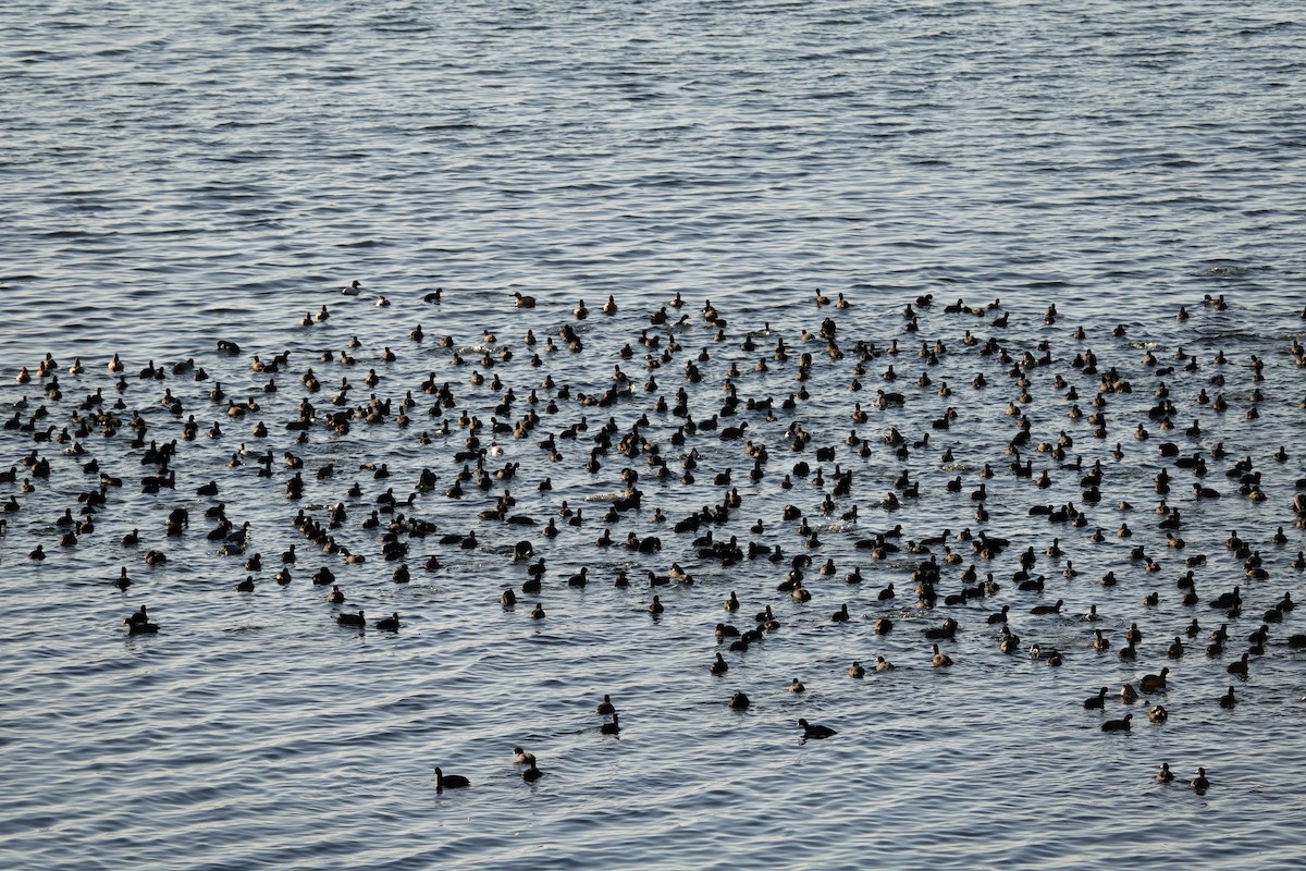 אגמית אמריקנית - ML647495424