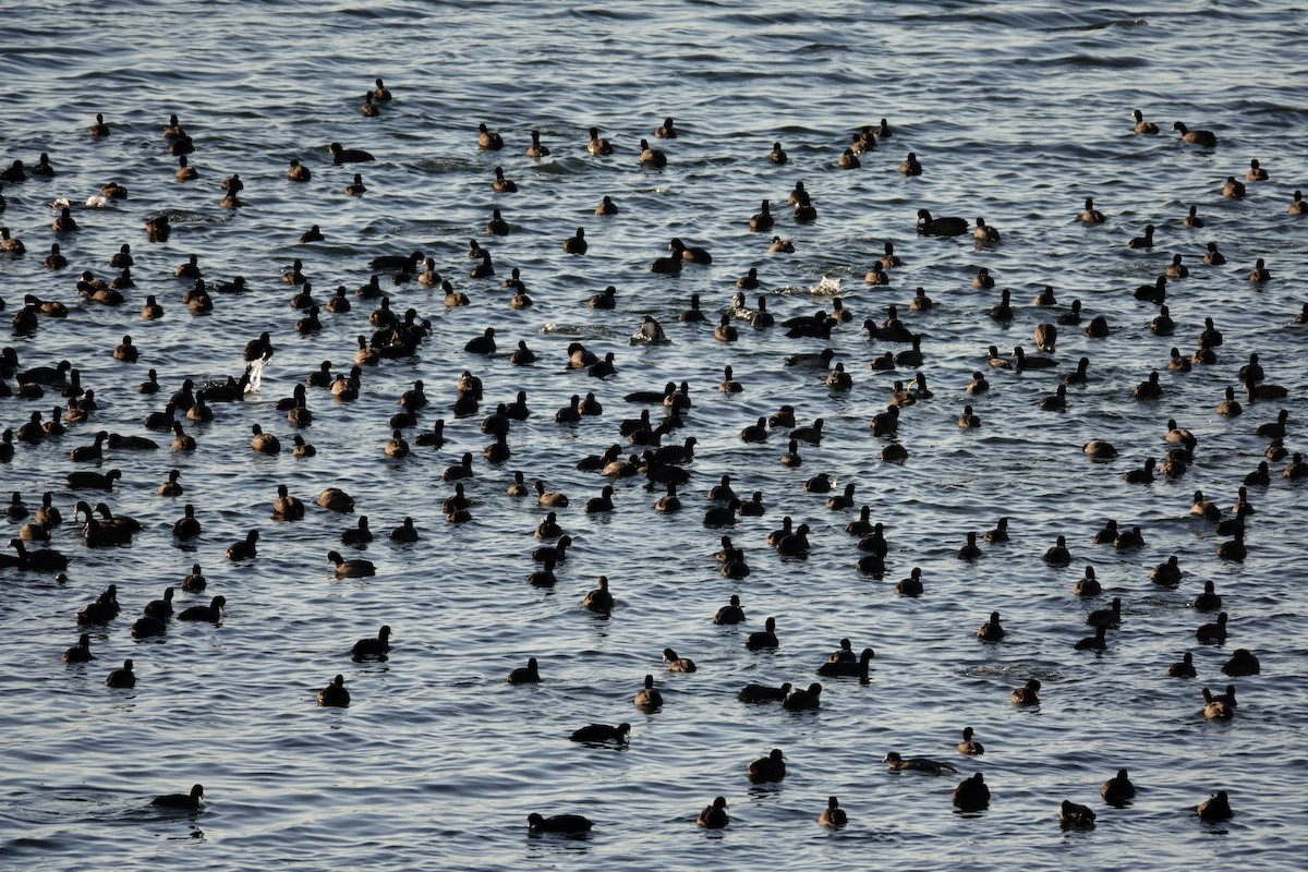 אגמית אמריקנית - ML647495425