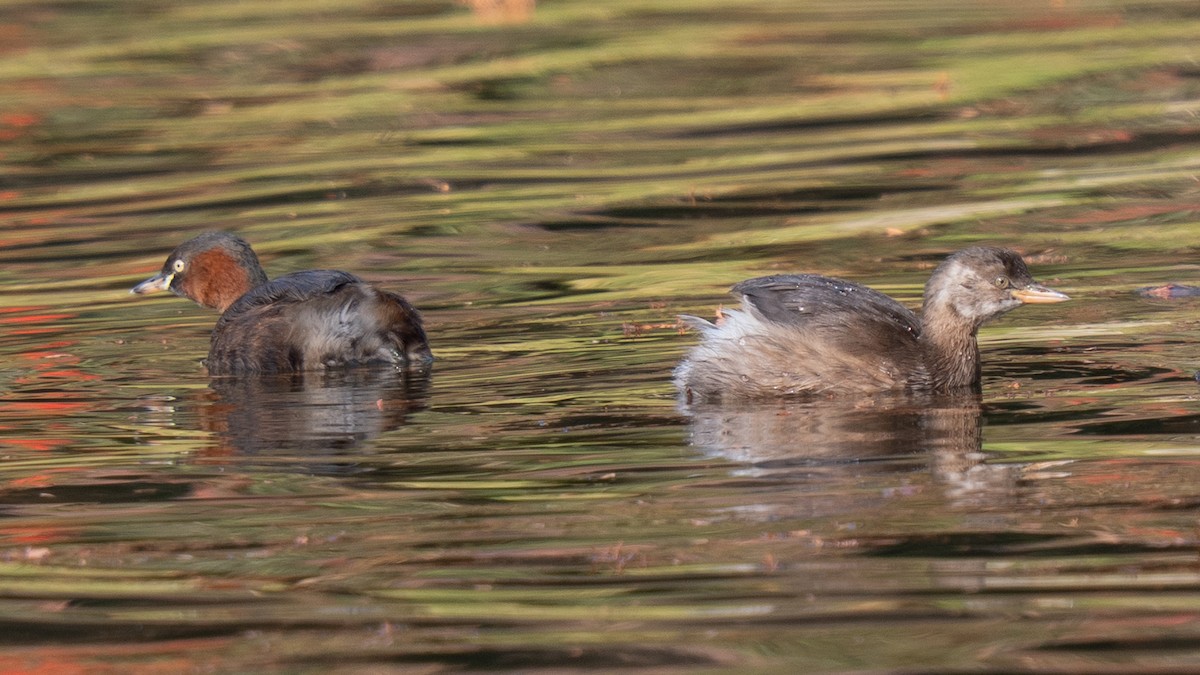 Little Grebe - ML647495436