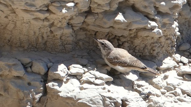 střízlík skalní [skupina obsoletus] - ML647495448