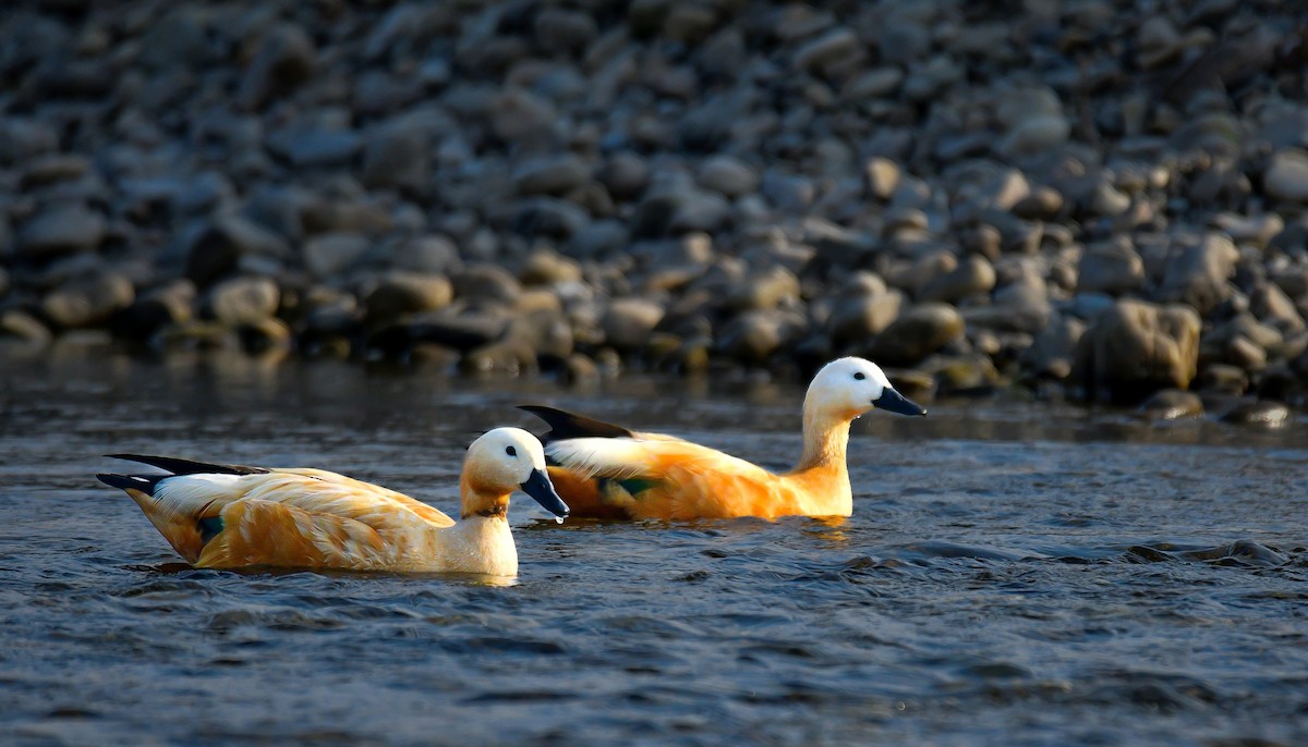 Ruddy Shelduck - ML647495450