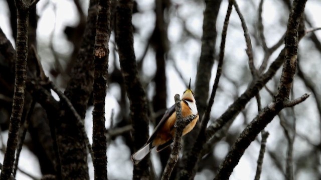 jehlozobka východní - ML647495464