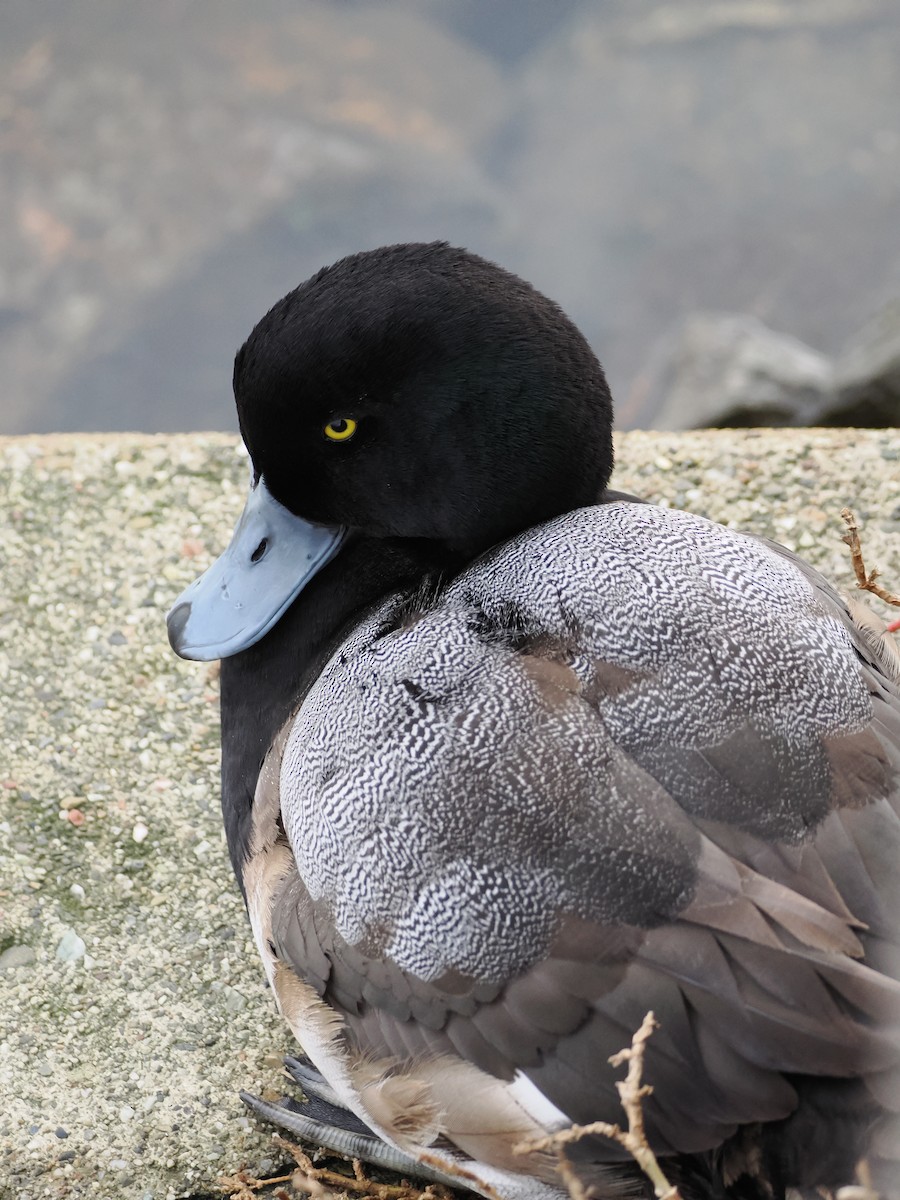 Морская чернеть - ML647495477