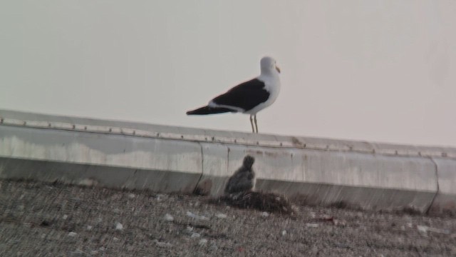 racek jižní - ML647495481