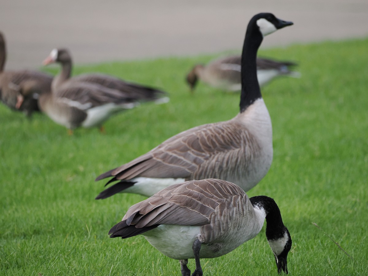 berneška velká - ML647495484