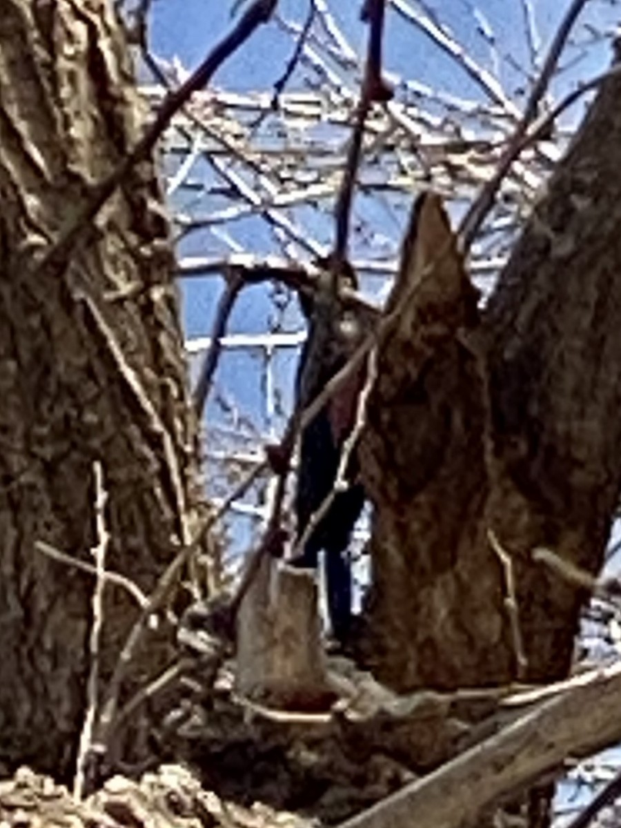 Lewis's Woodpecker - ML647495485