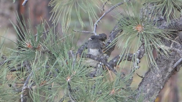 strnadec zimní (ssp. aikeni) - ML647495491