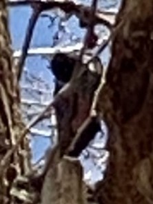 Lewis's Woodpecker - ML647495492