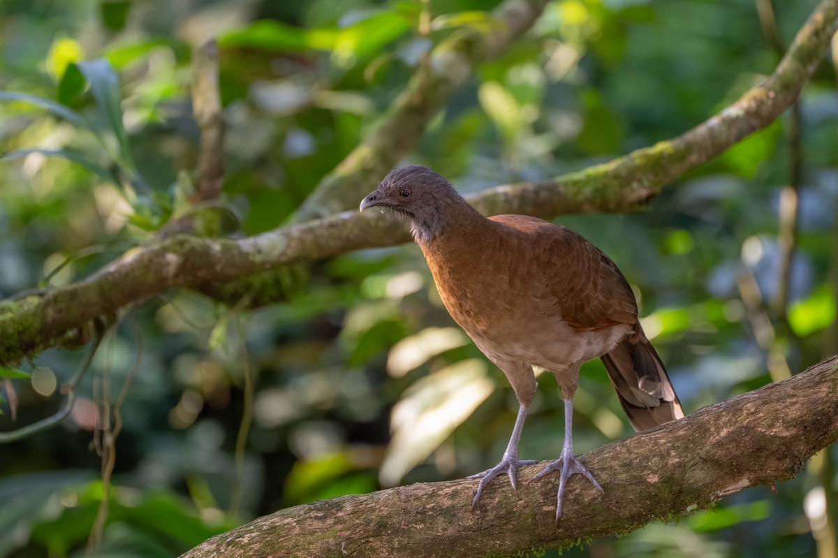 Gray-headed Chachalaca - ML647495502