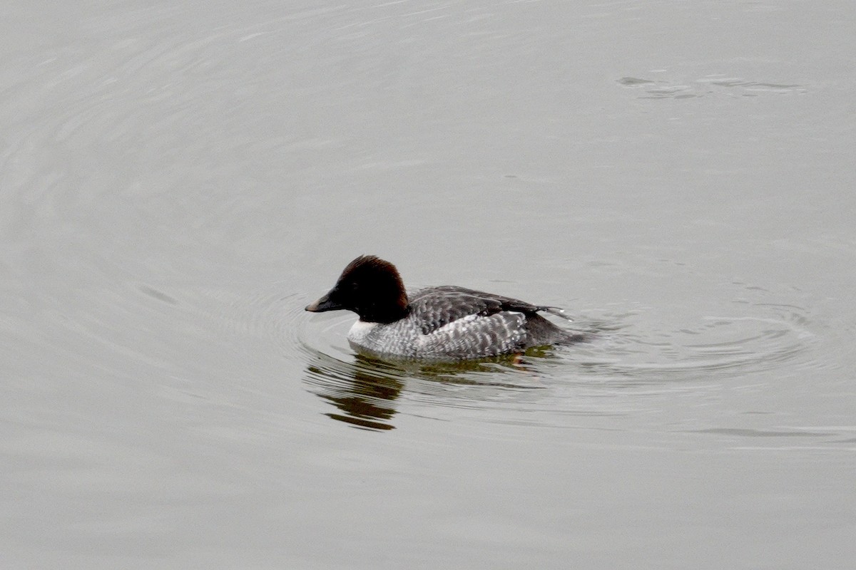 עבראש ירוק - ML647495511