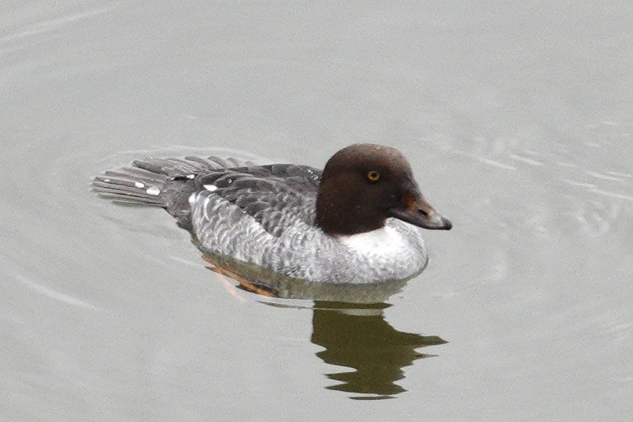 עבראש ירוק - ML647495512
