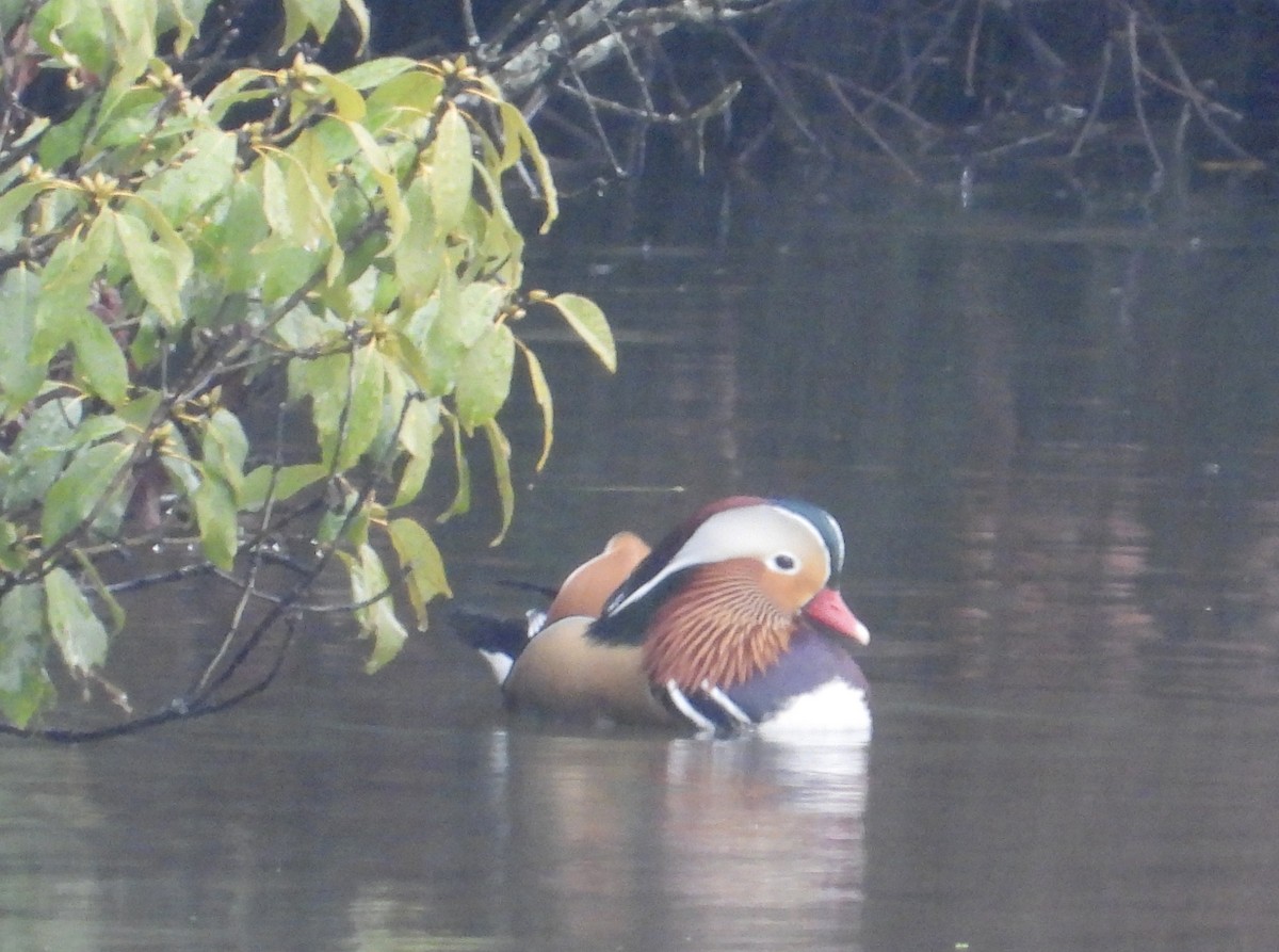 mandarinand - ML647495522