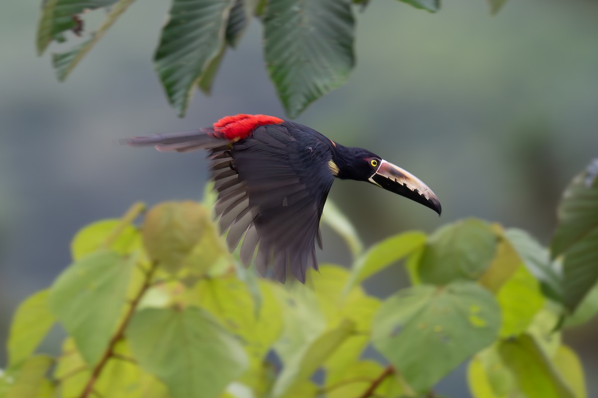 Collared Aracari - ML647495533