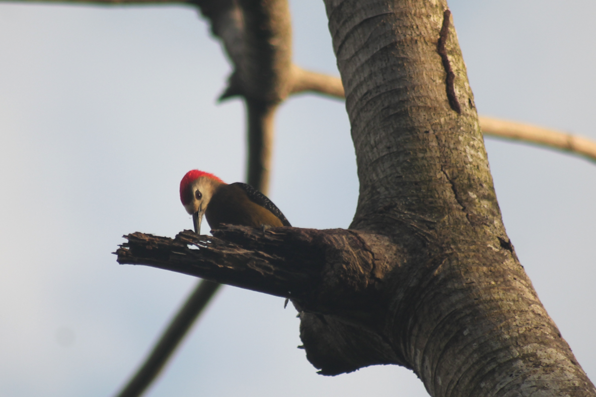 Jamaican Woodpecker - ML647495535