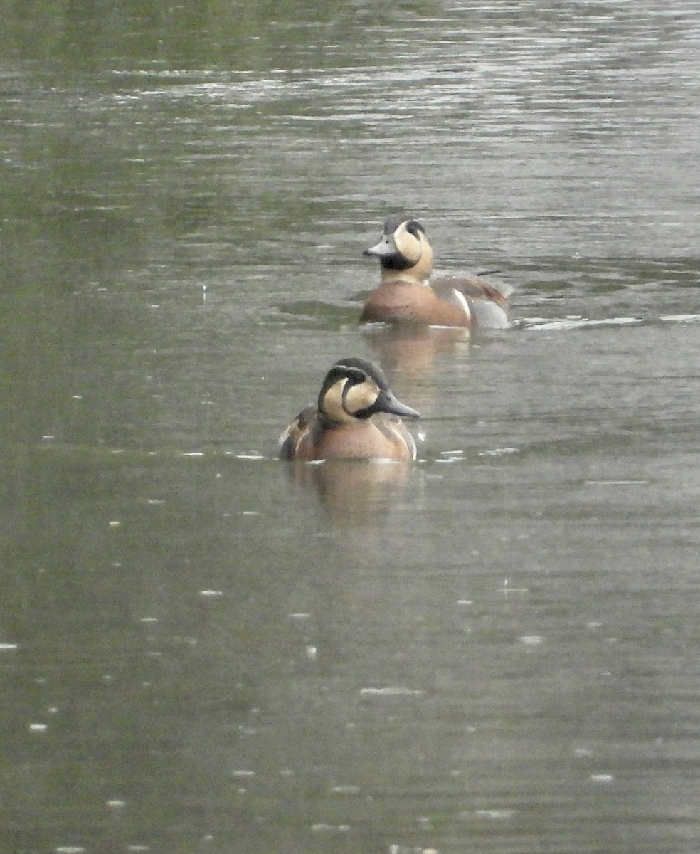 gulkinnand - ML647495551