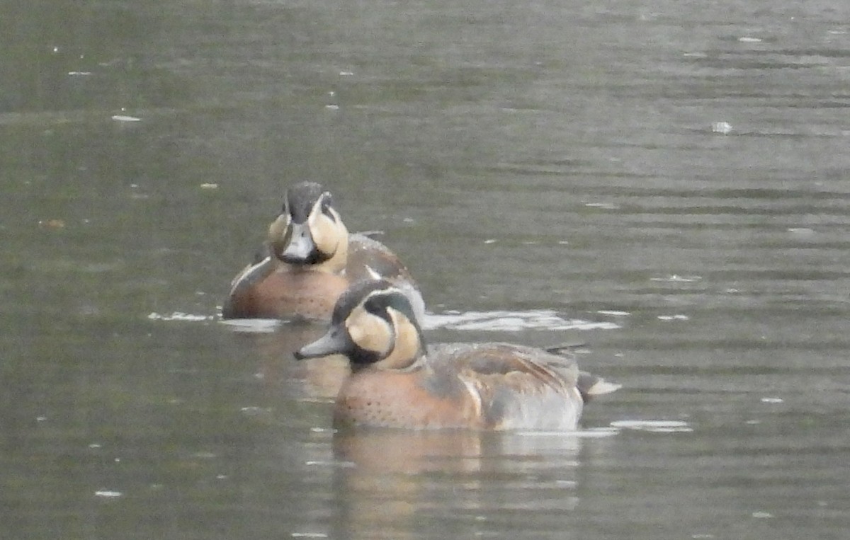 gulkinnand - ML647495552