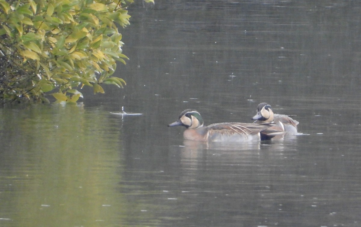 gulkinnand - ML647495553